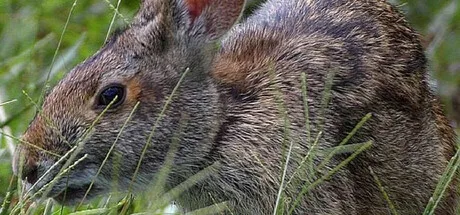 Warhammer 40,000: Dawn of War